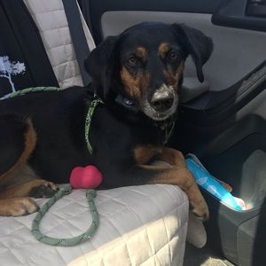 Meet your Posher, Ella